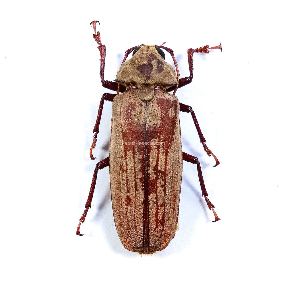 Xixithrus arfakianus - male - 40mm