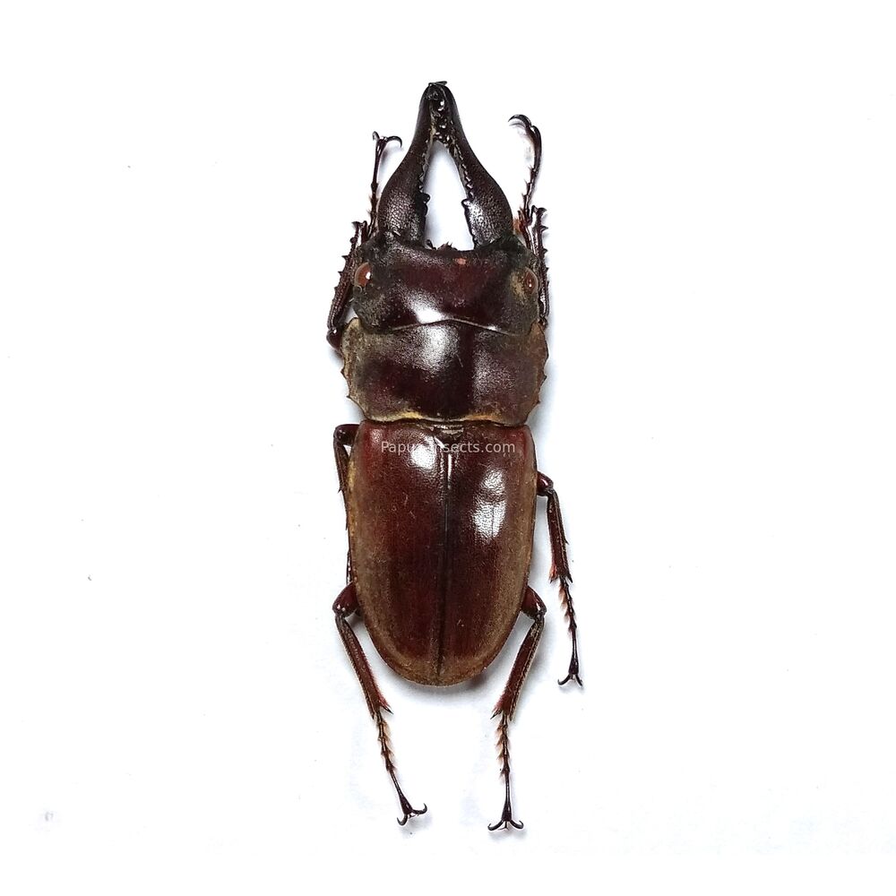 Prosopocoilus forceps - 41mm