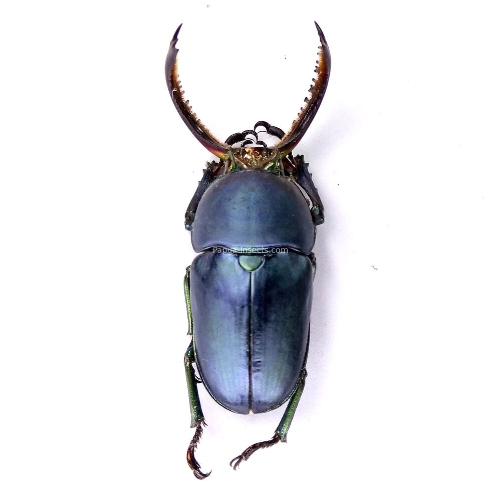 Lamprima adolphinae - 39mm - rare blue