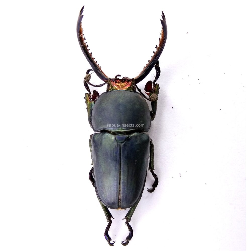 Lamprima adolphinae - 42mm - rare black