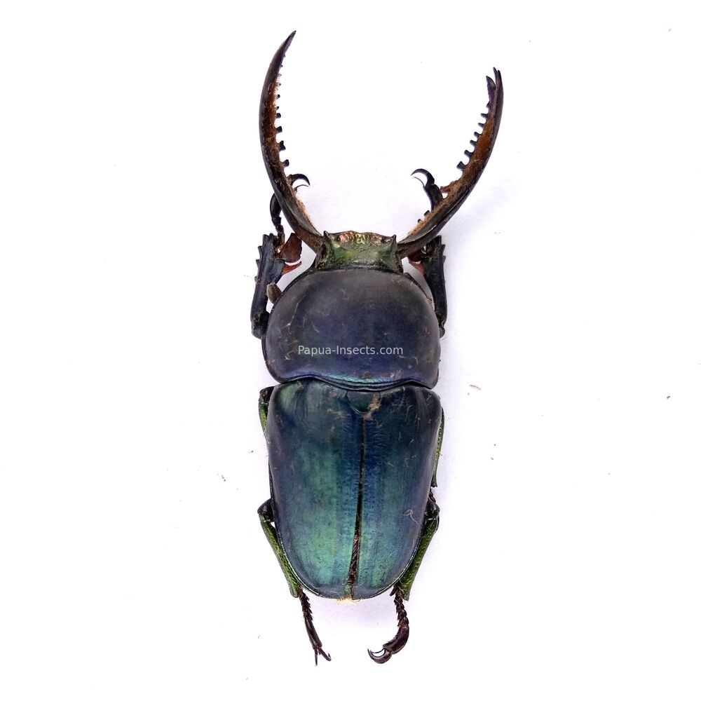 Lamprima adolphinae - 42mm - rare black