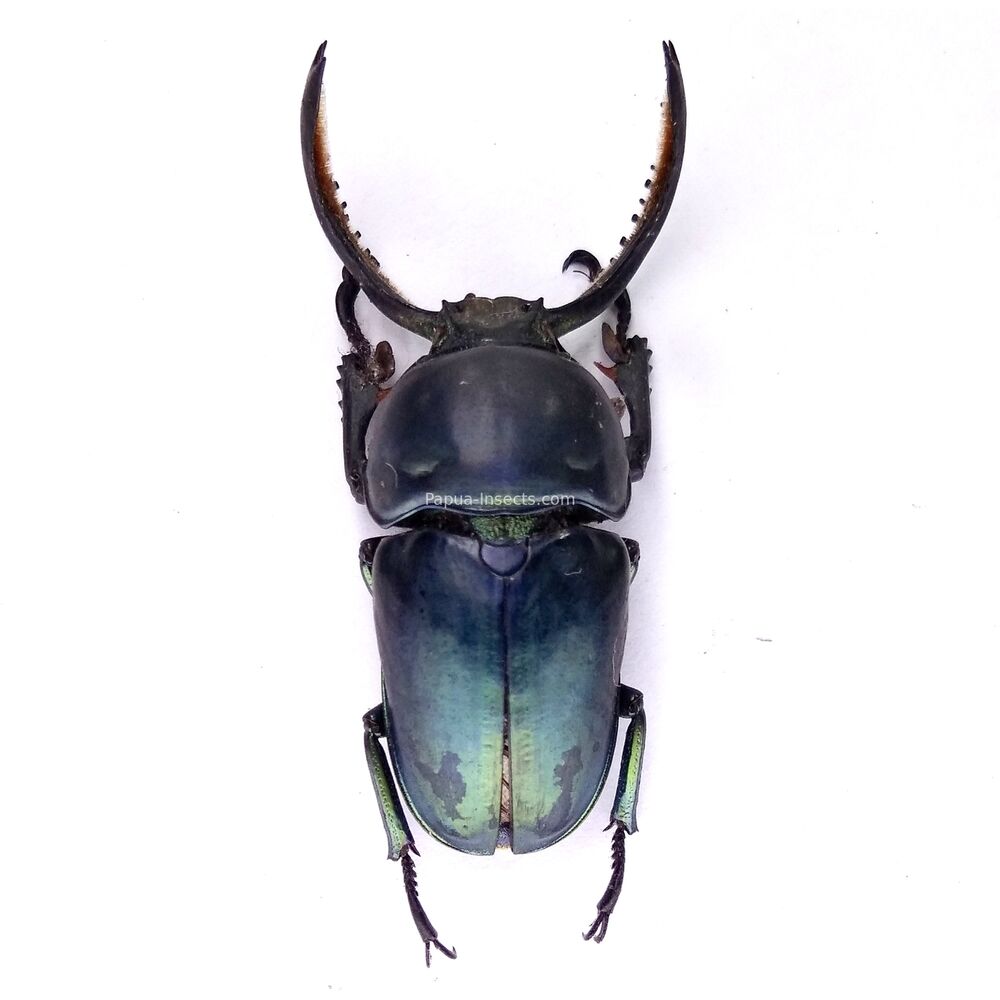 Lamprima adolphinae - 44mm - rare black