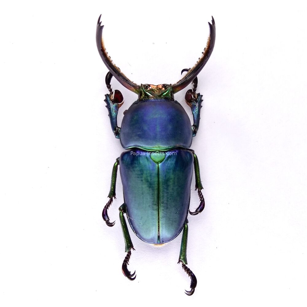 Lamprima adolphinae - 37mm - rare blue