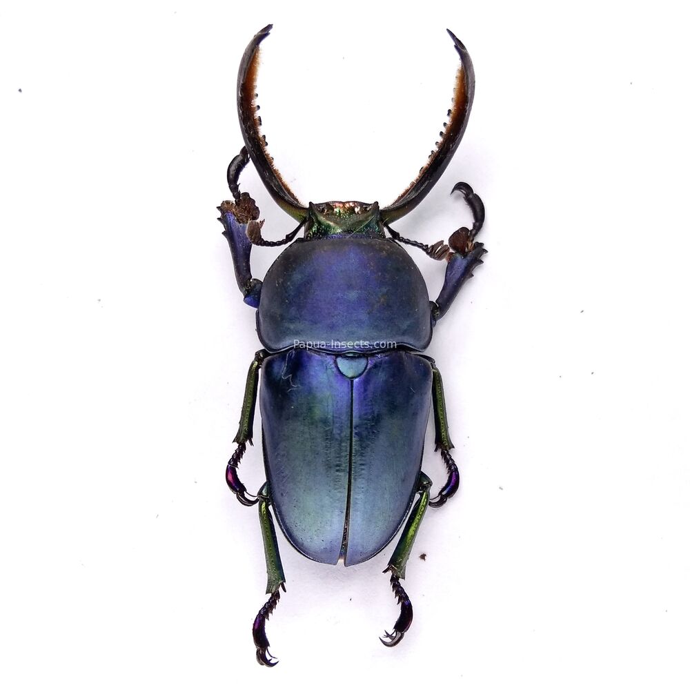 Lamprima adolphinae - 41mm - rare blue