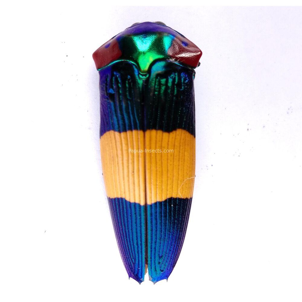 Calodema ribbei - 39mm - male