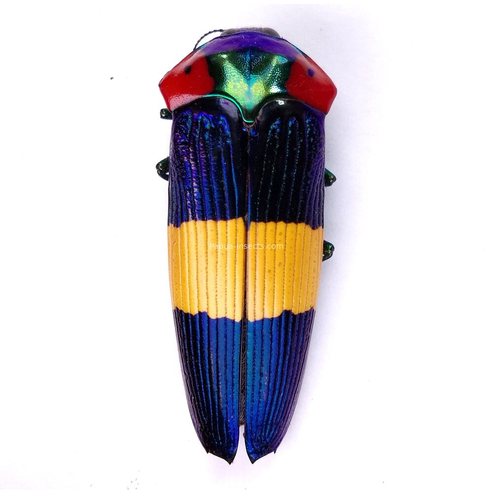 Calodema ribbei - 39mm - female