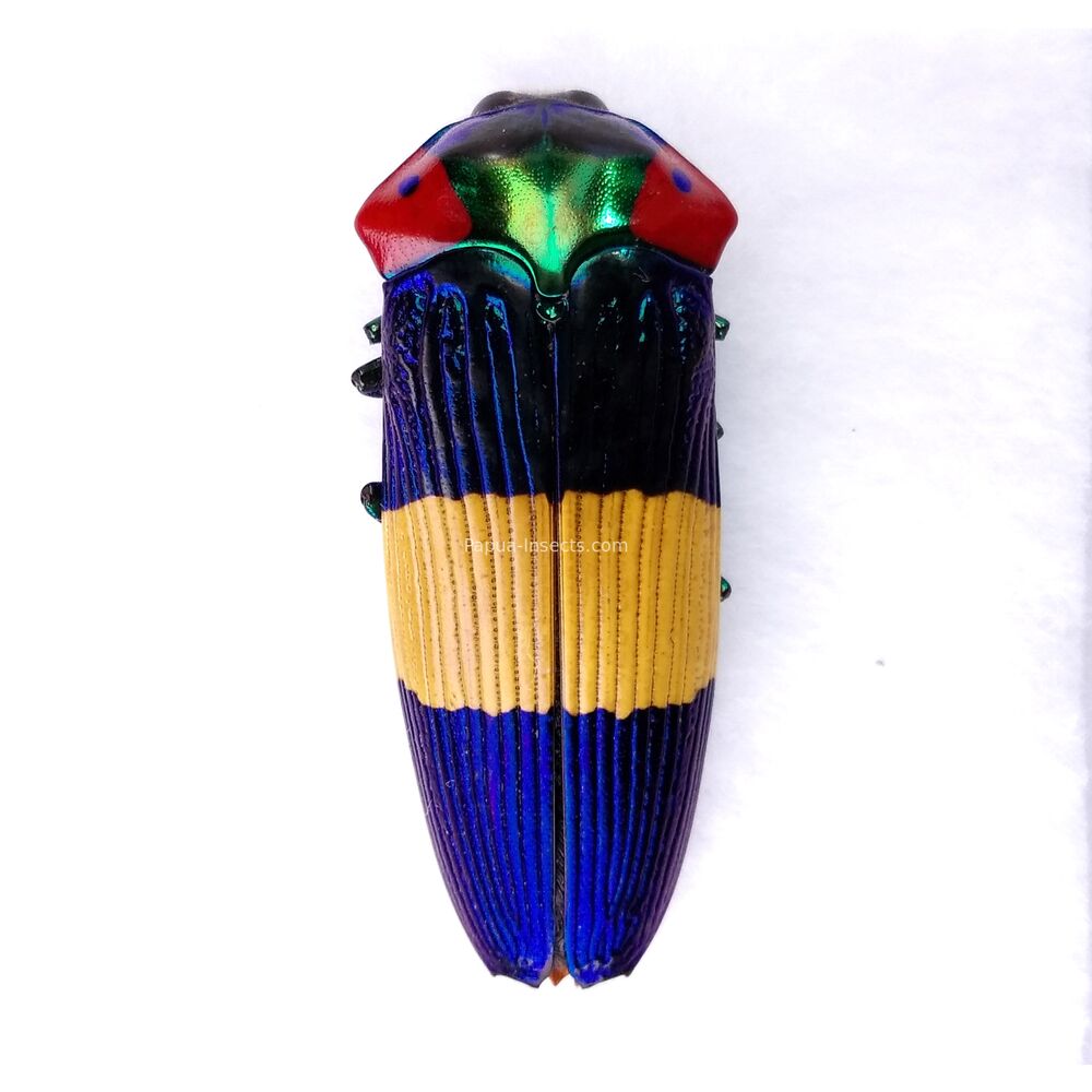 Calodema ribbei - 40mm - male