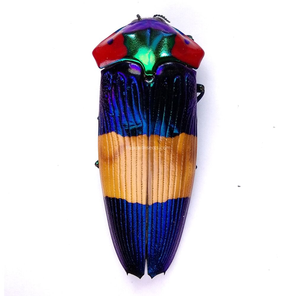 Calodema ribbei - 45mm - female