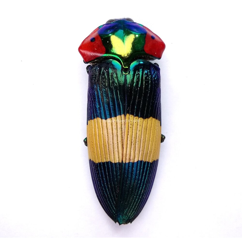 Calodema ribbei - 46mm - female