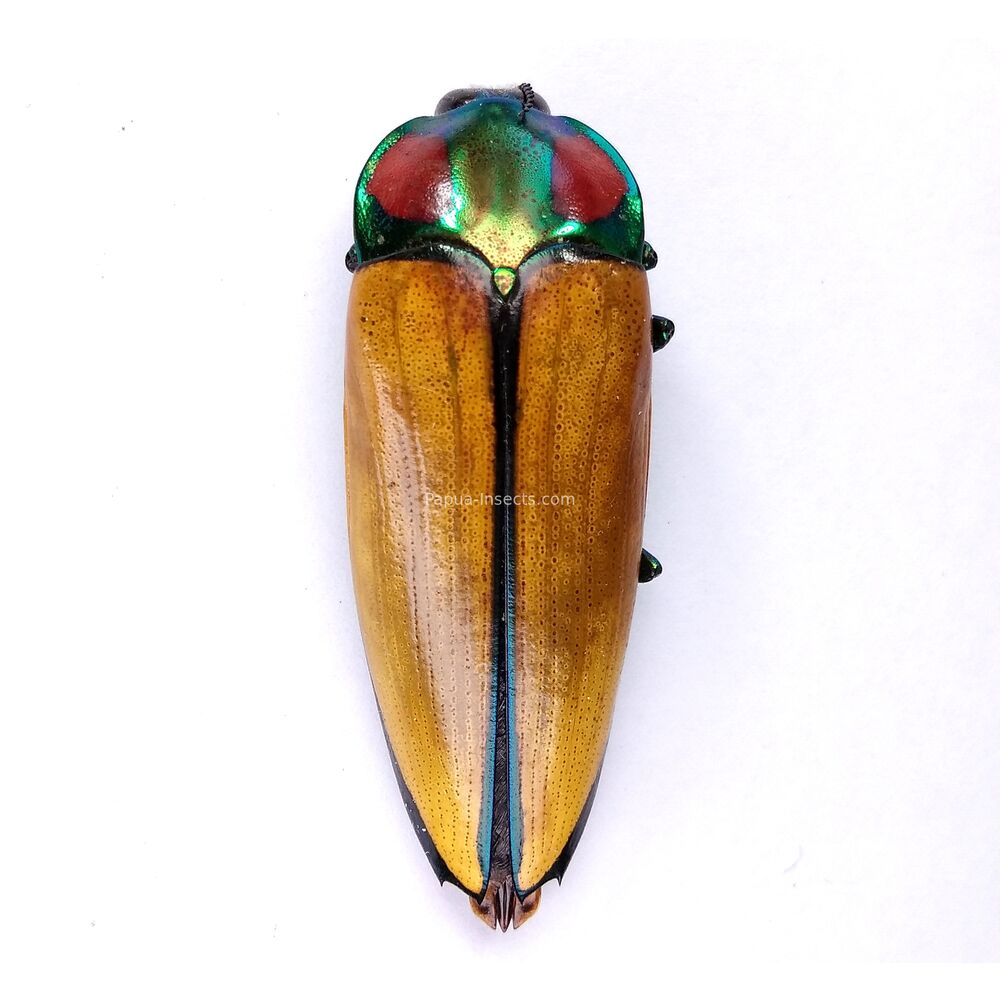 Calodema blairi - 48mm