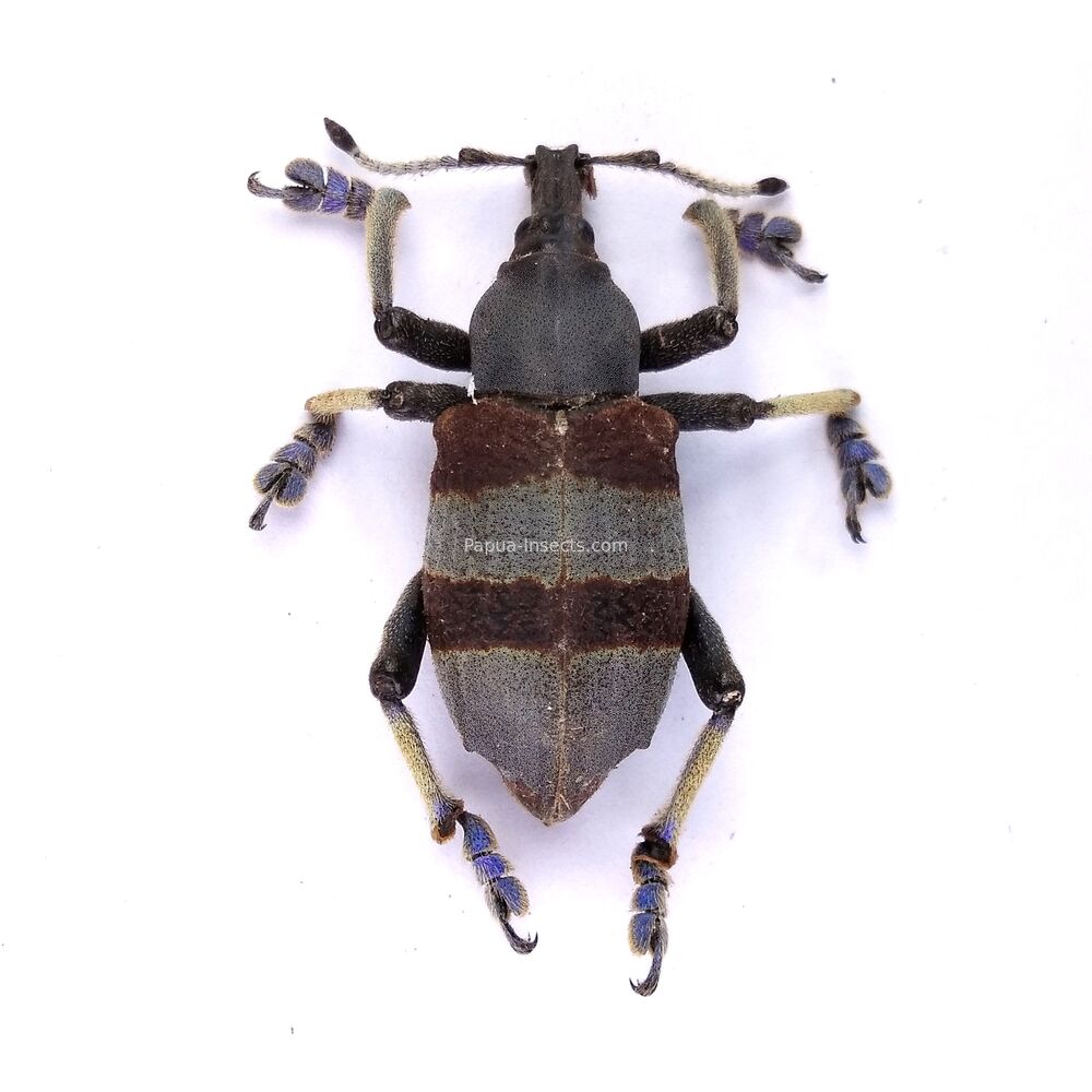 Eupholus dhuyi - 29mm