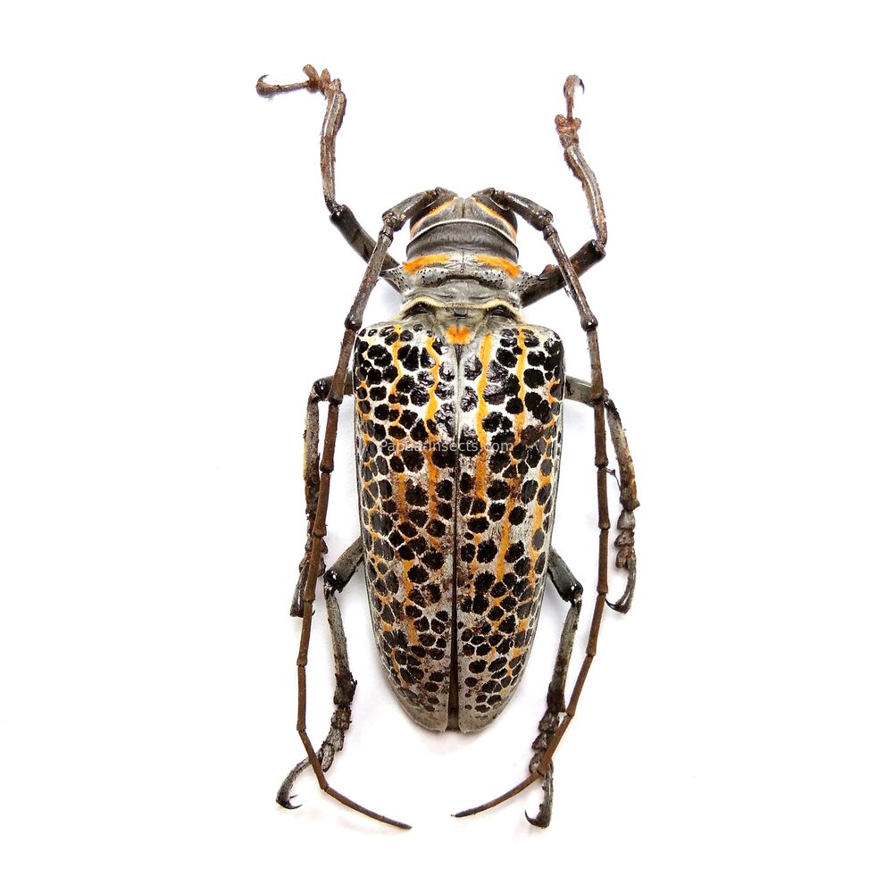 Rosenbergia rufolineata - 61mm