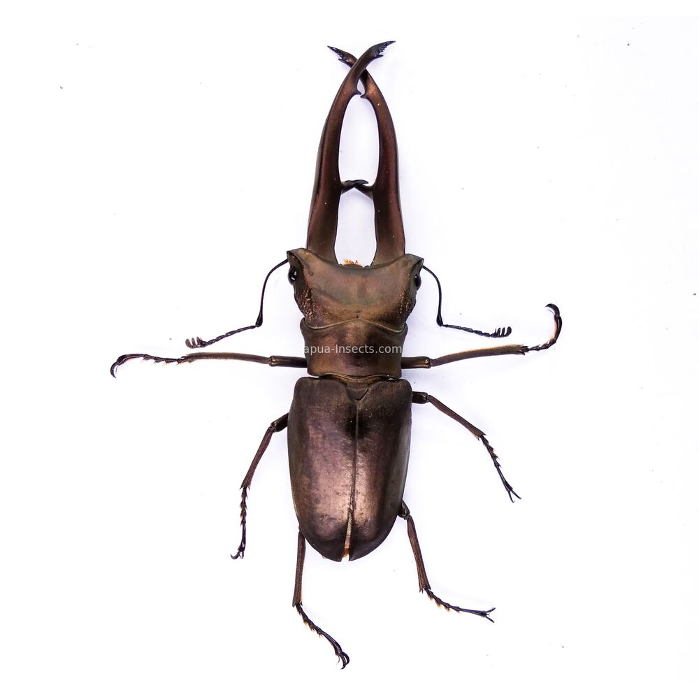 Cyclommatus imperator - 66mm - Papua New Guinea