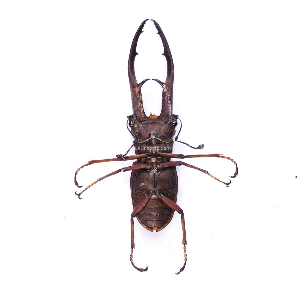 Cyclommatus imperator - 64mm - Papua New Guinea