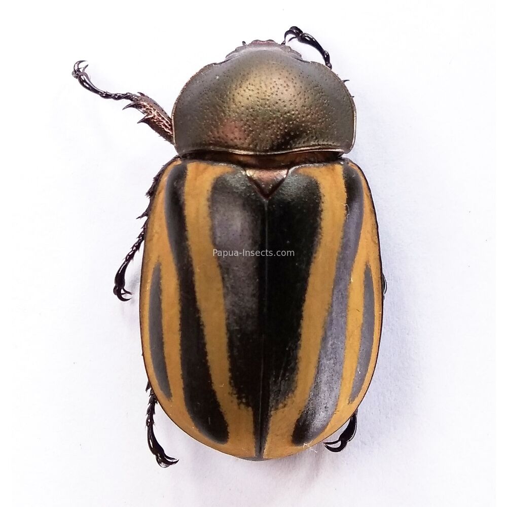 Chalcocrates felschei - West Papua