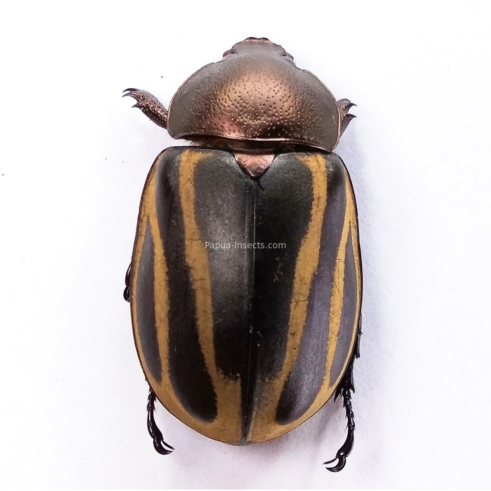 Chalcocrates felschei - West Papua - 36mm