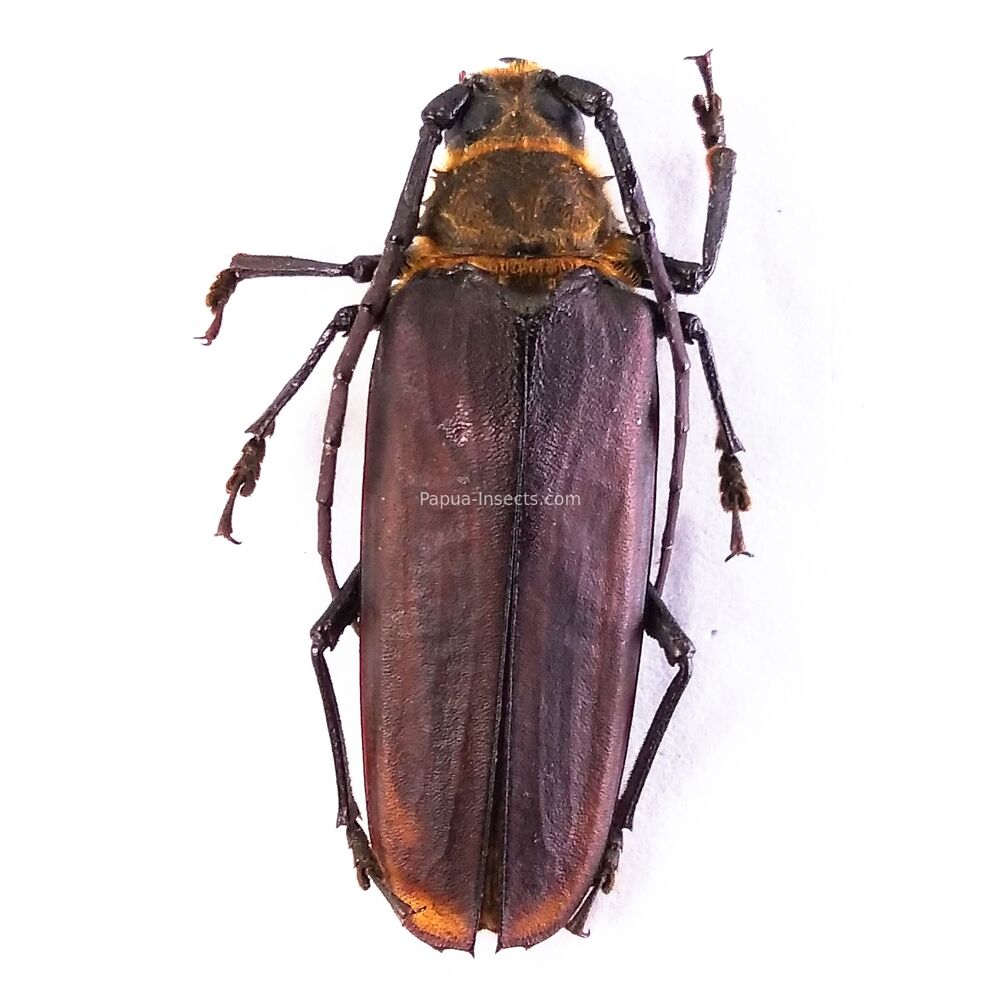 Osphryon wauensis - 38mm - Papua New Guinea