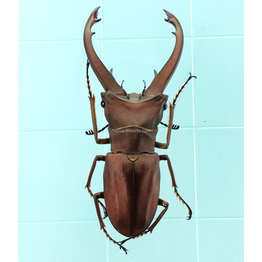 Cyclommatus eximius - 52mm from West Papua, Indonesia