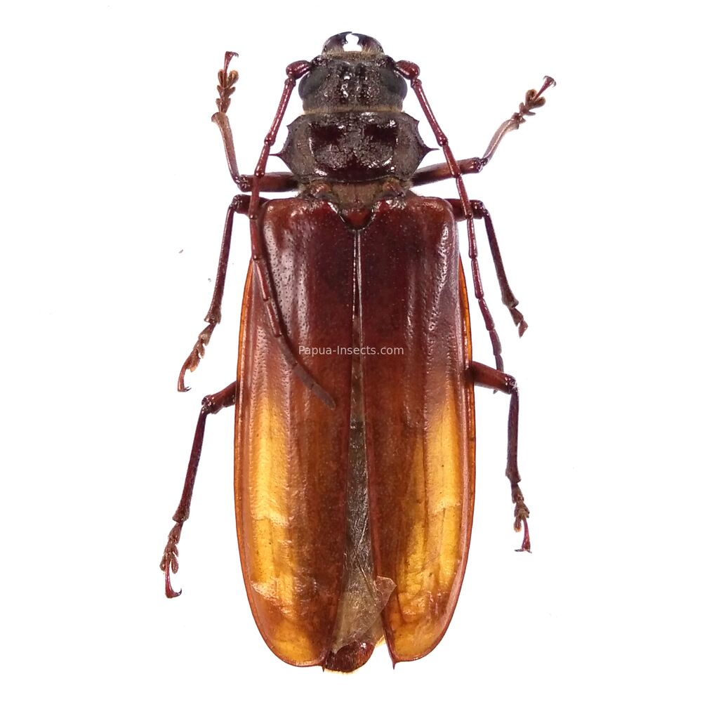 Cacodacnus lameerei - 50mm - Papua New Guinea