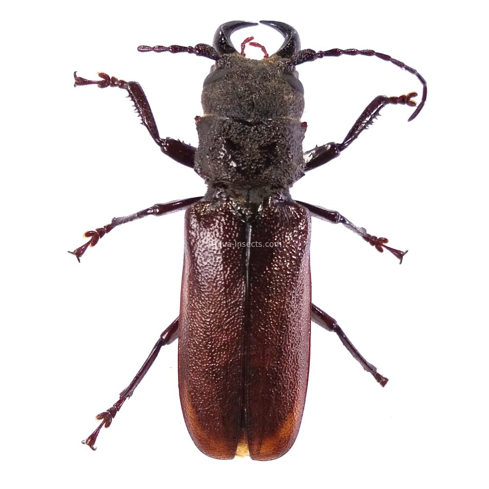 Gnathonyx orientalis - 47mm - Papua New Guinea