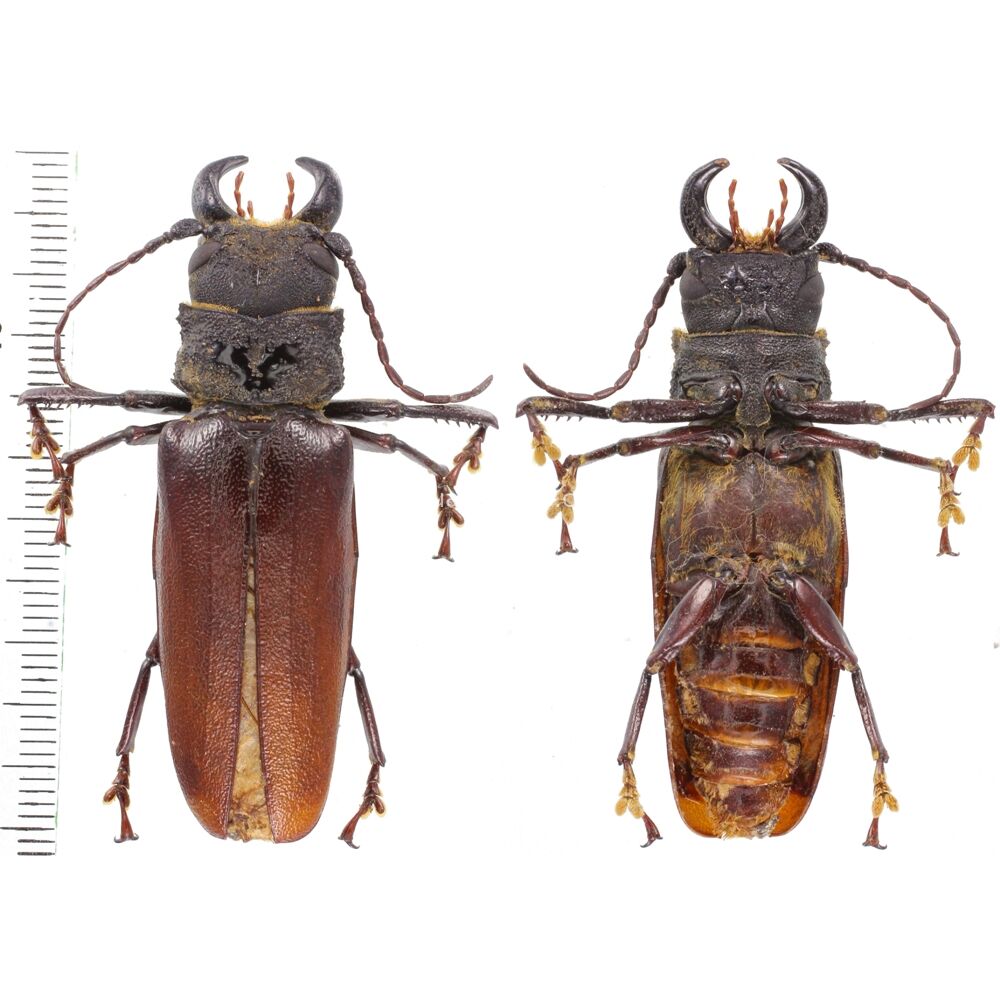 Gnathonyx orientalis - 56mm - Papua New Guinea