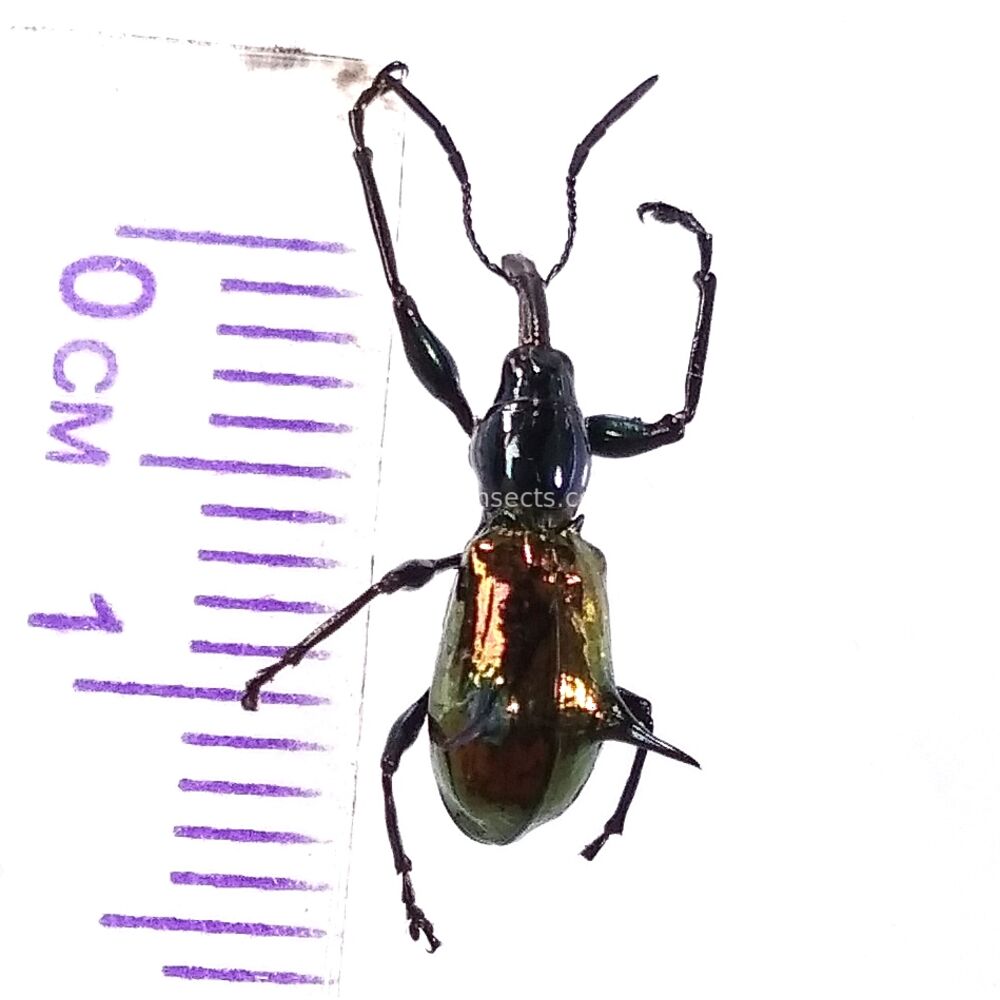 Aporhina sp. - from Jayapura West Papua