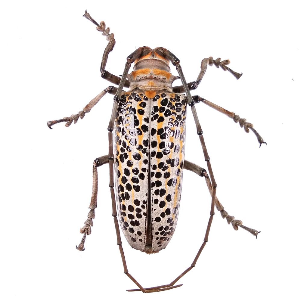 Rosenbergia rufolineata - 50mm - PNG