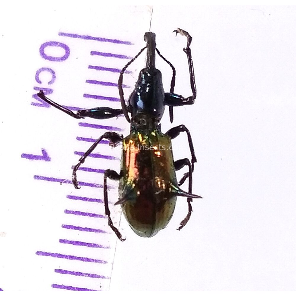 Aporhina sp. - from Jayapura West Papua