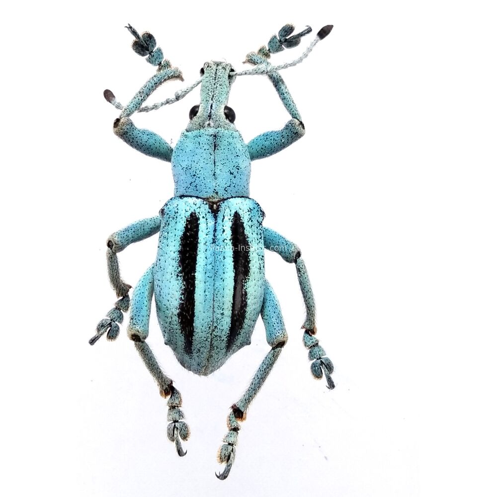 Eupholus marielaurae from Manokwari province, West Papua Indonesia