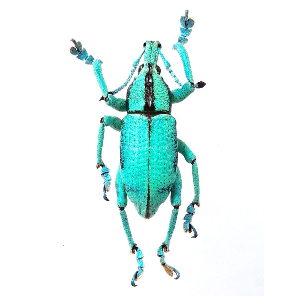 Eopholus faisali - from Jayapura West Papua