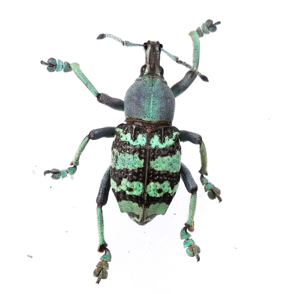 Eupholus rigouti - Papua New Guinea