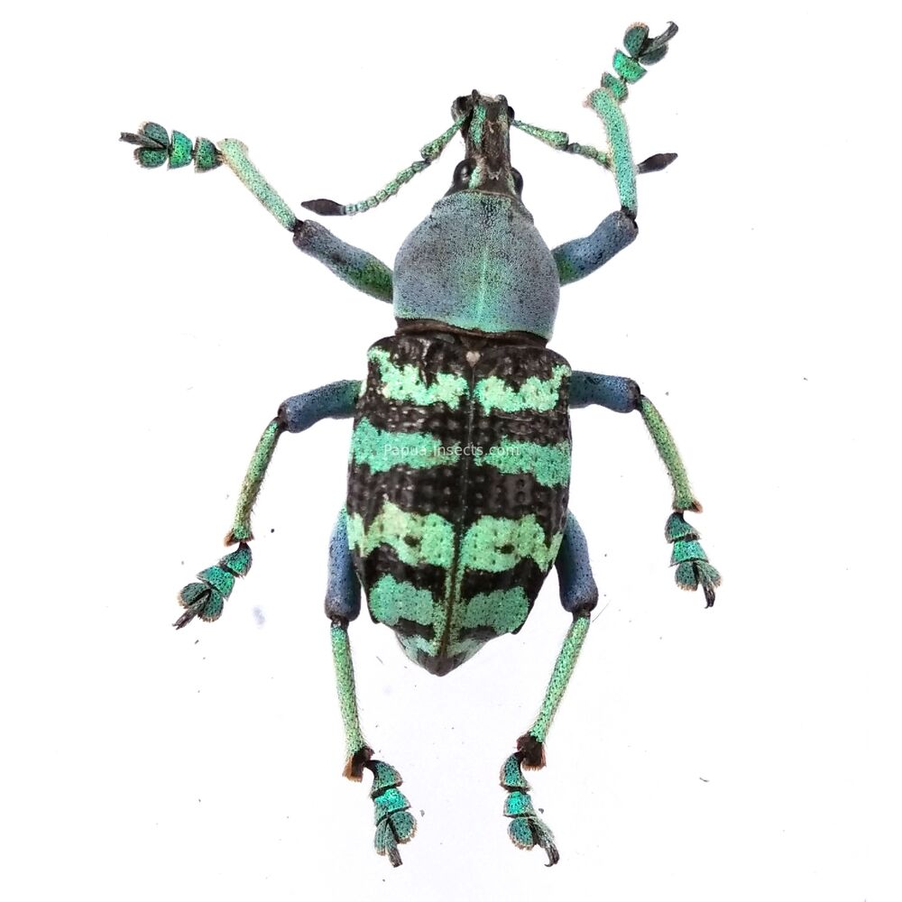 Eupholus rigouti - Papua New Guinea