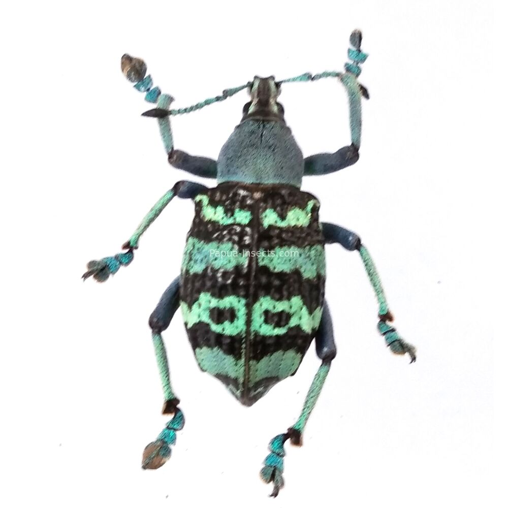 Eupholus rigouti - Papua New Guinea