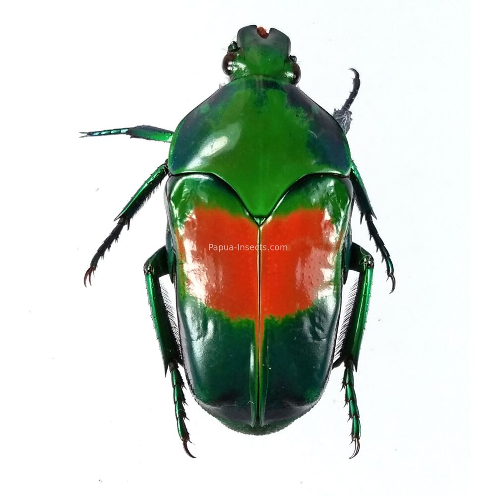 Ischiopsopha jamesi - Papua New Guinea