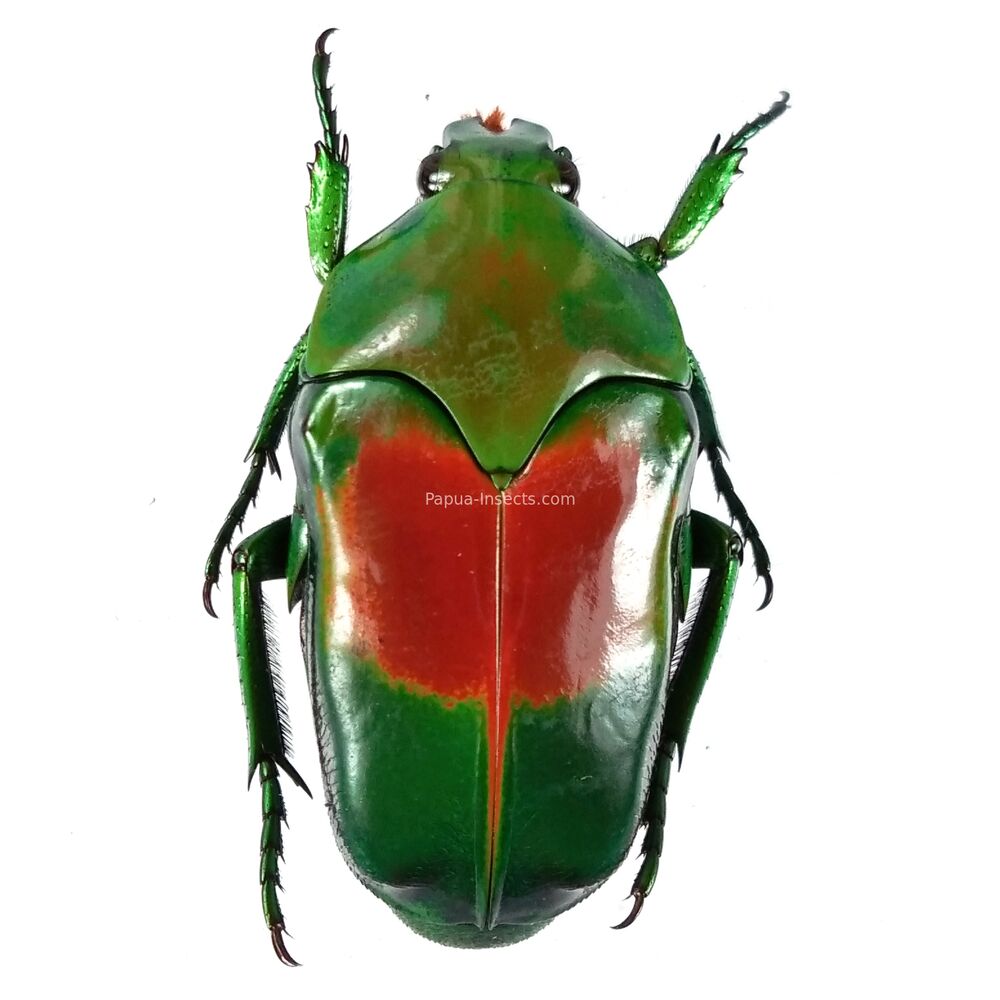 Ischiopsopha jamesi - Papua New Guinea