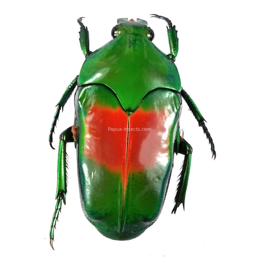 Ischiopsopha jamesi - Papua New Guinea