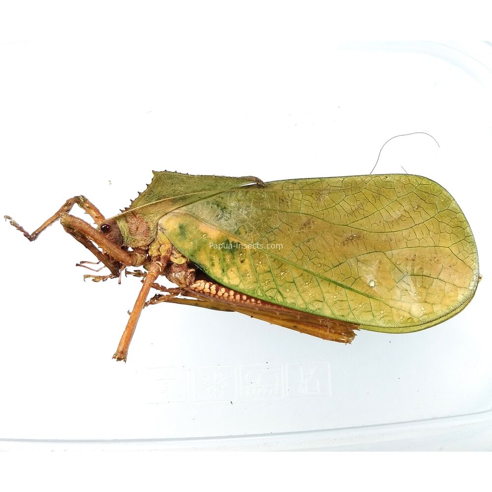 Macrolyristes Corporalis - 86mm - West Papua