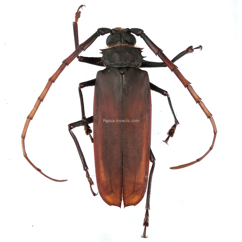 Osphryon subitanus - 47mm from Jayapura province West Papua, Indonesia