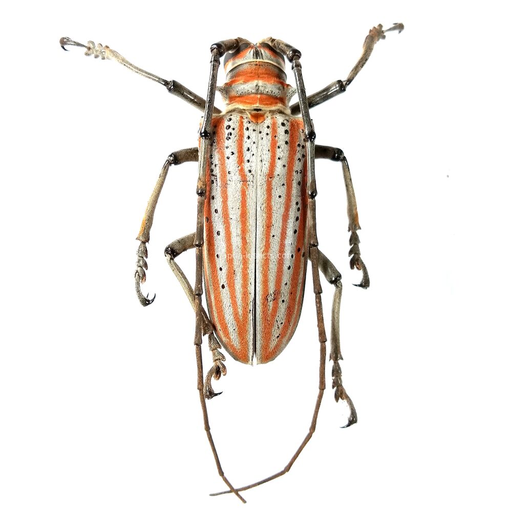 Rosenbergia drumonti - 53mm from Simbu province, Papua New Guinea PNG