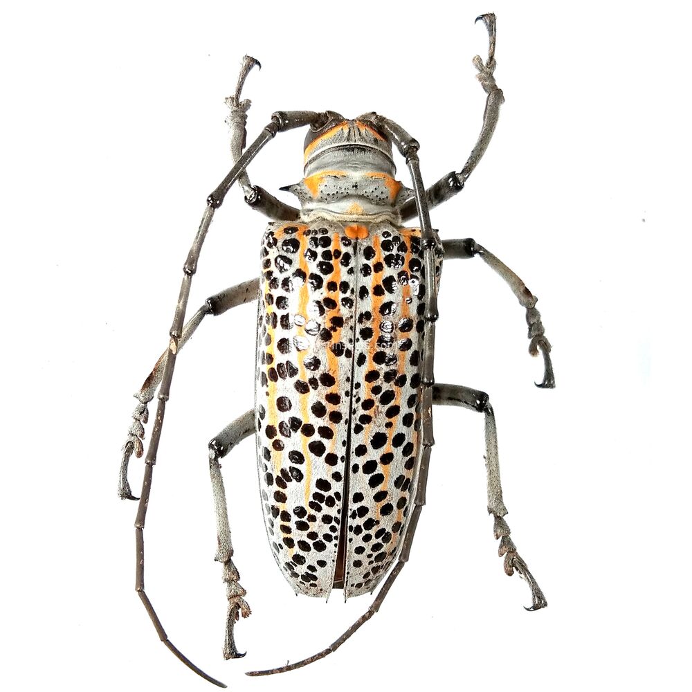 Rosenbergia rufolineata - 55mm - PNG