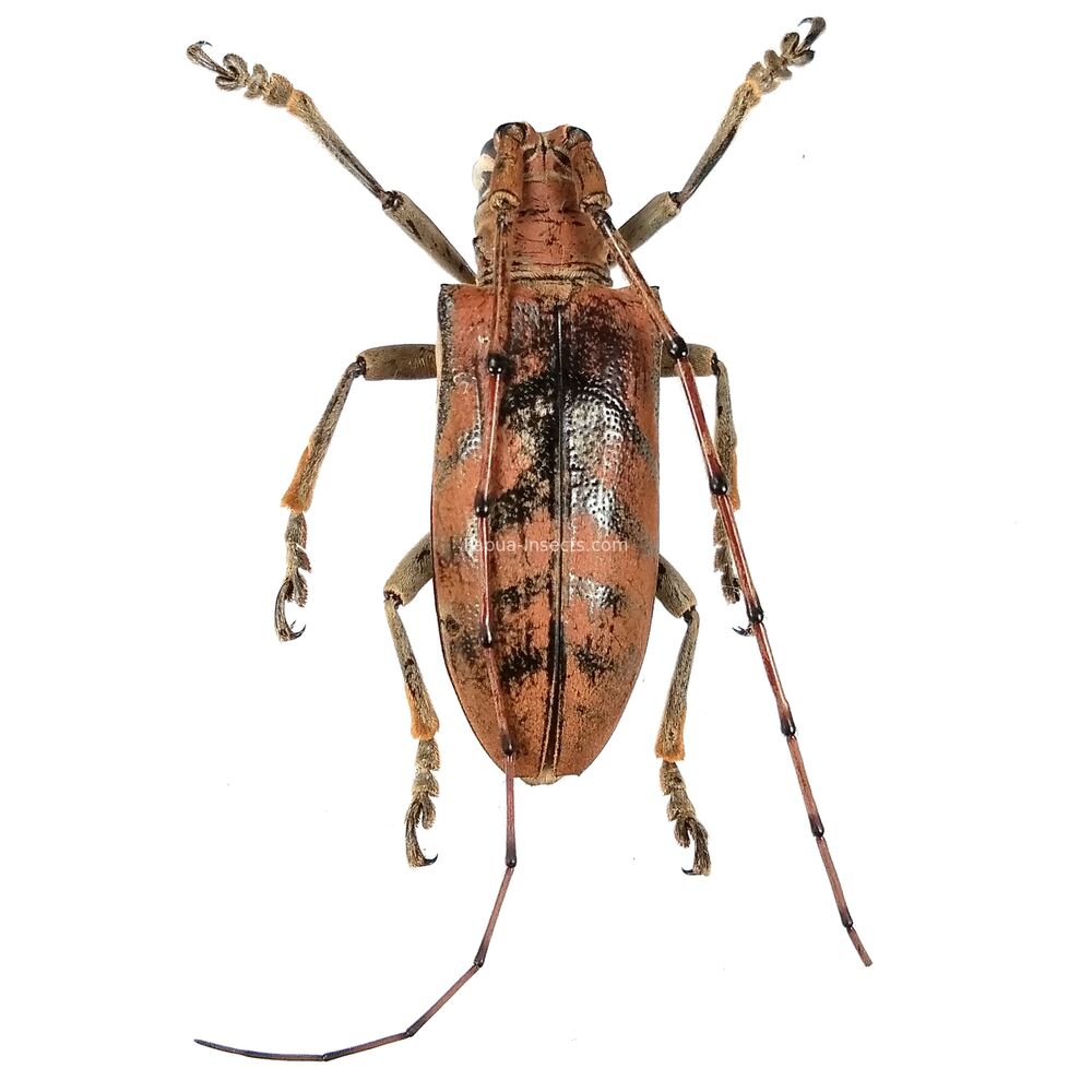 Cornuscoparia barsevskisi female - 37mm - West Papua