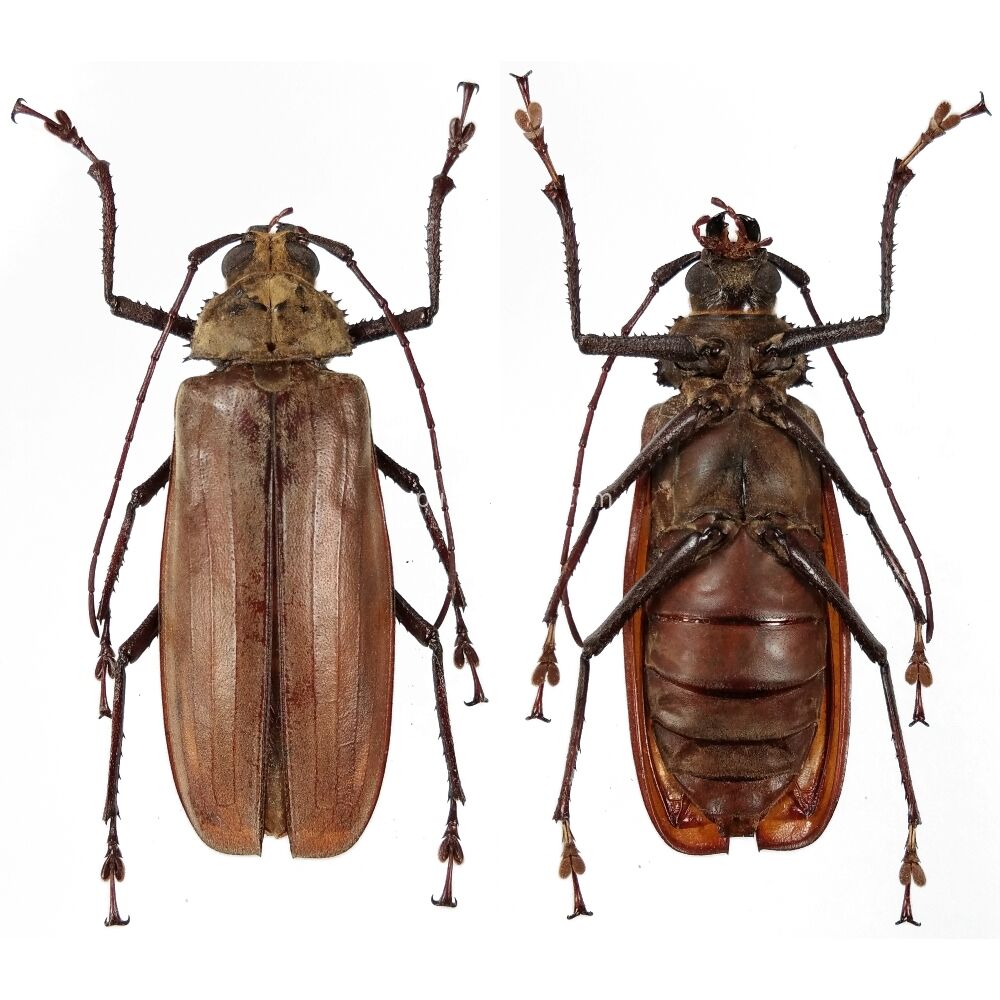 Xixuthrus bufo - Prioninae 59mm female from Morotai island, Indonesia RARE