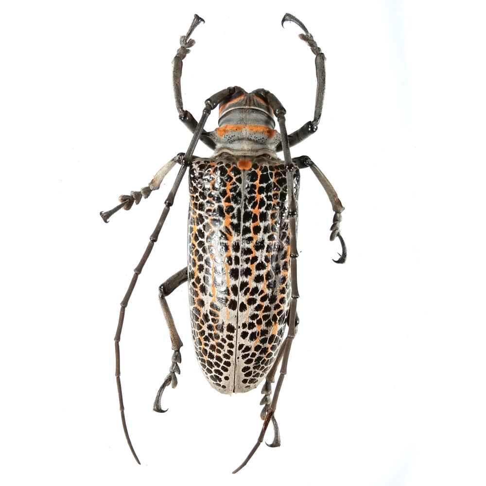 Rosenbergia rufolineata - 55mm - PNG