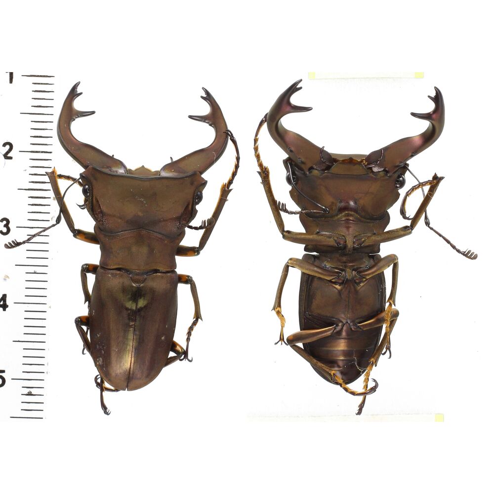 Cyclommatus kaupi - Lucanidae 51mm from West Papua, Indonesia