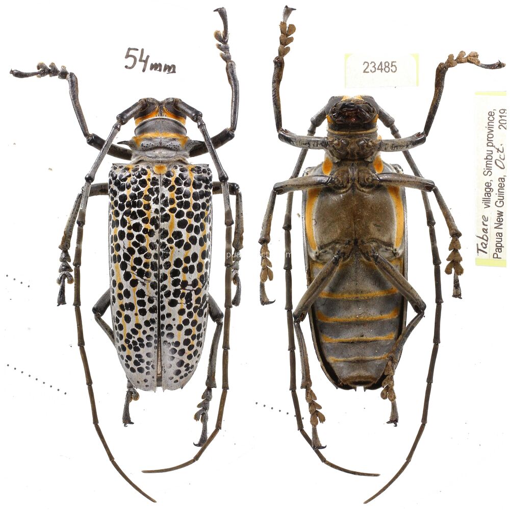 Rosenbergia rufolineata - 54mm - PNG