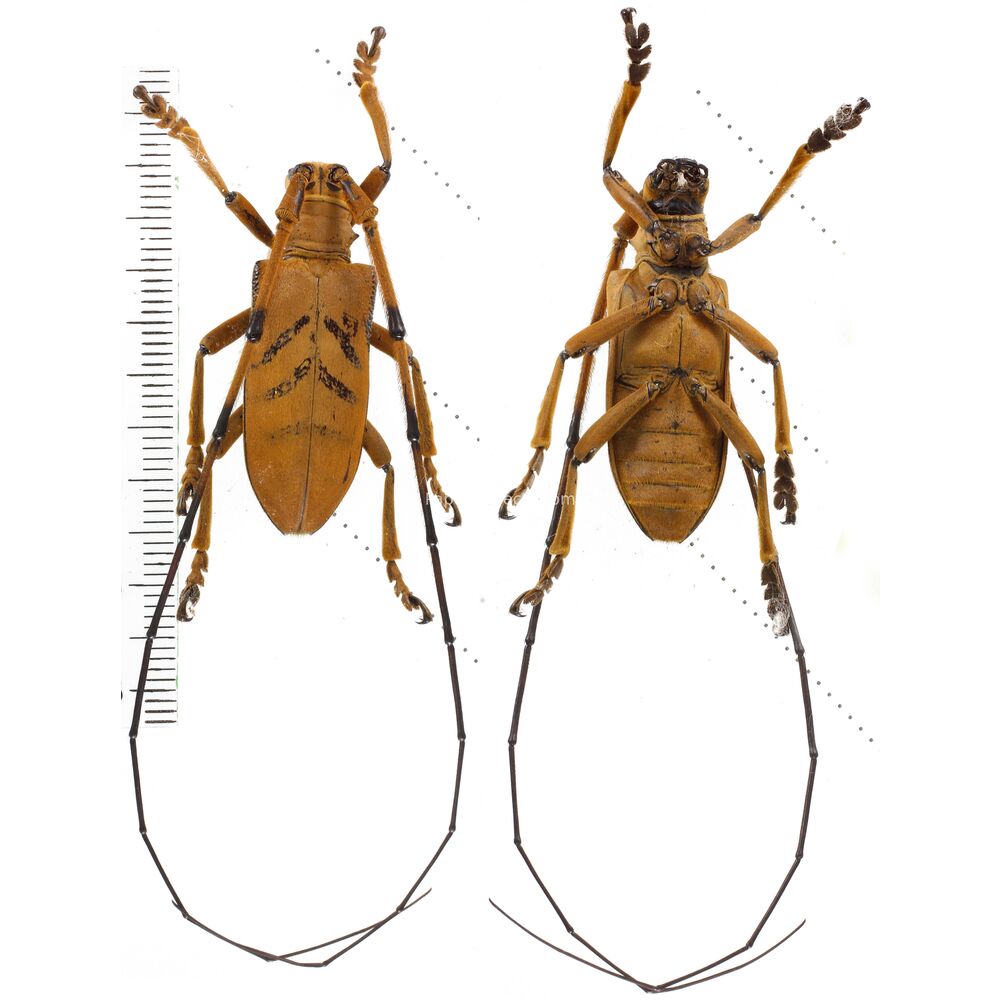 Cornuscoparia ochracea - West Papua