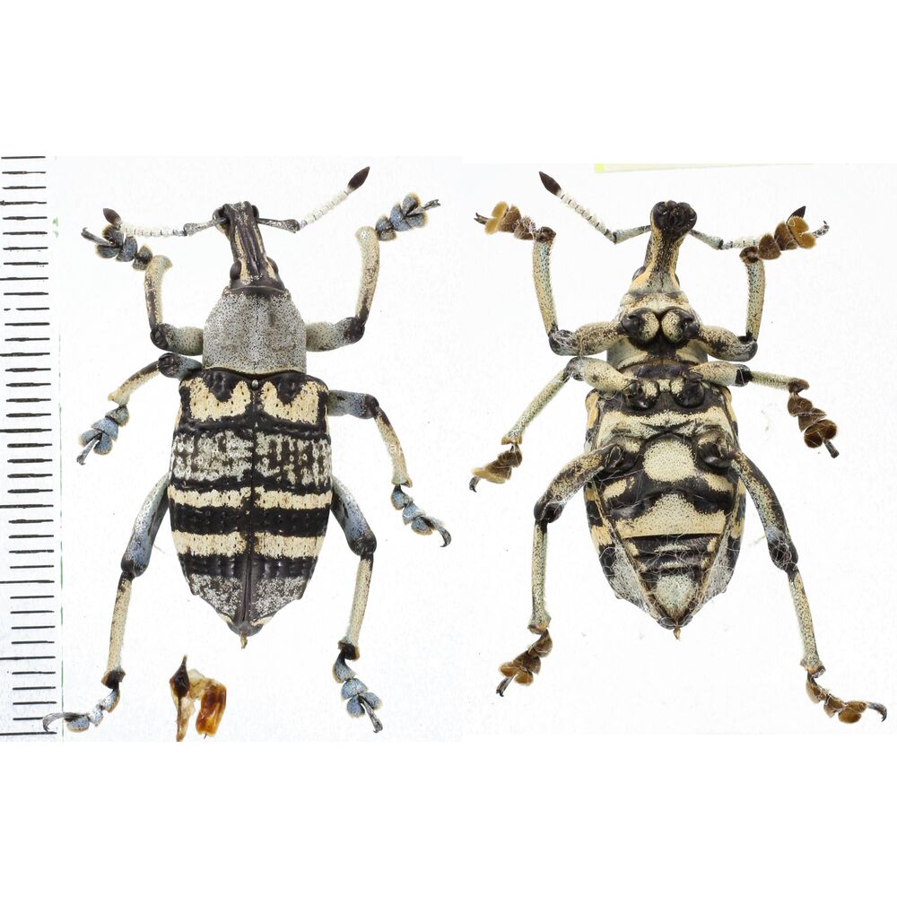 Eupholus nickerli - Papua New Guinea