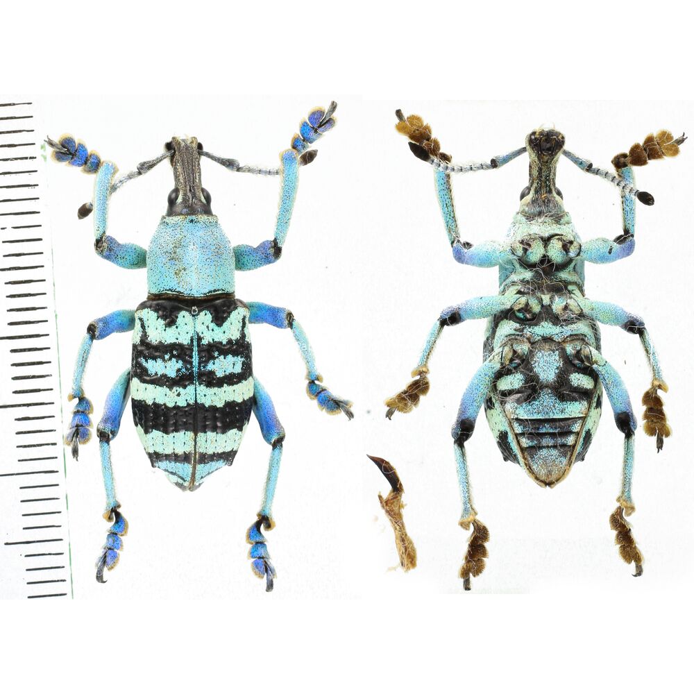 Eupholus nickerli - Papua New Guinea