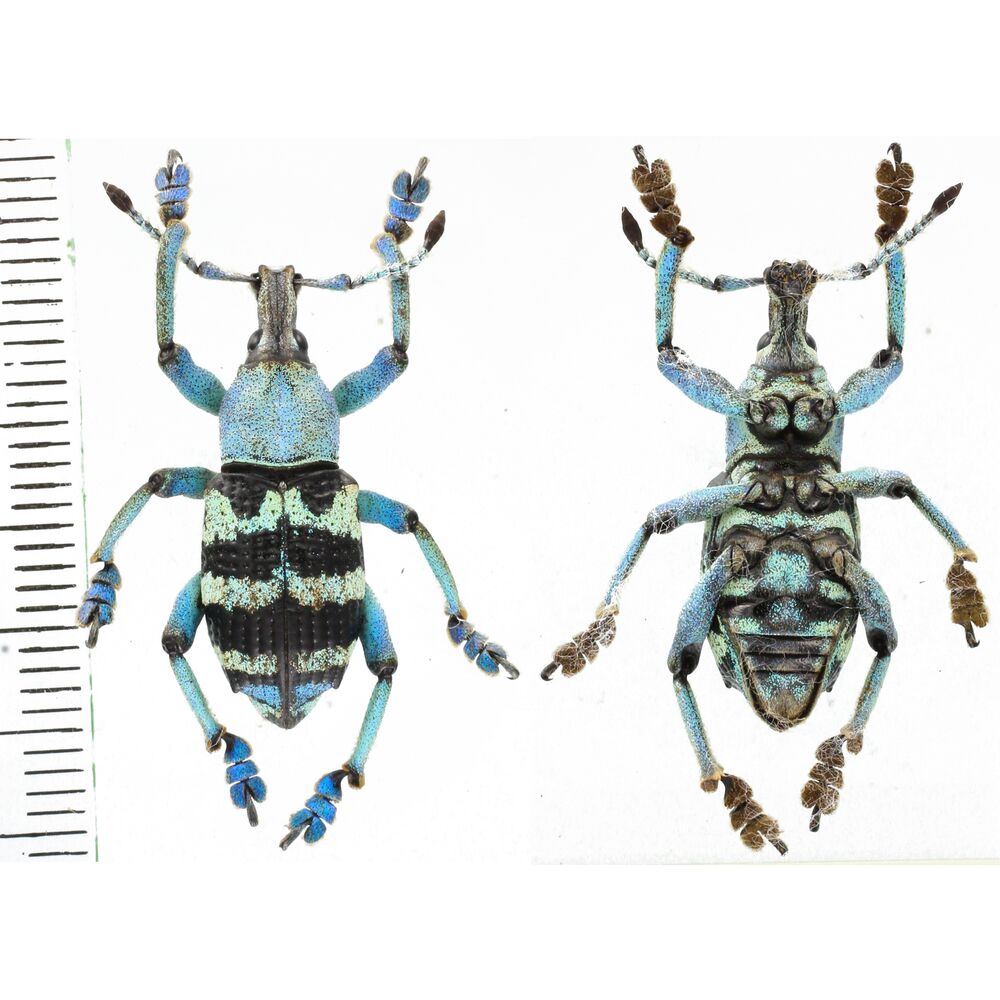 Eupholus nickerli - Papua New Guinea