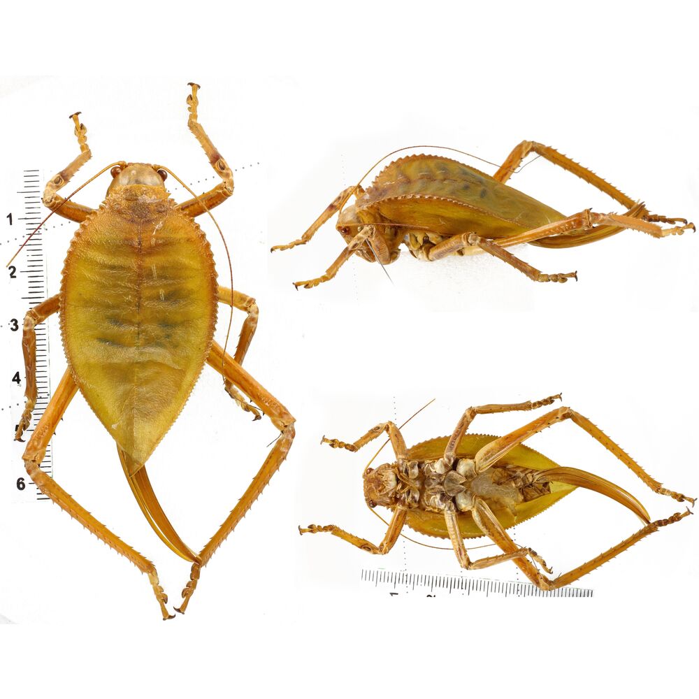 Macrolyristes sp. - West Papua - 74mm